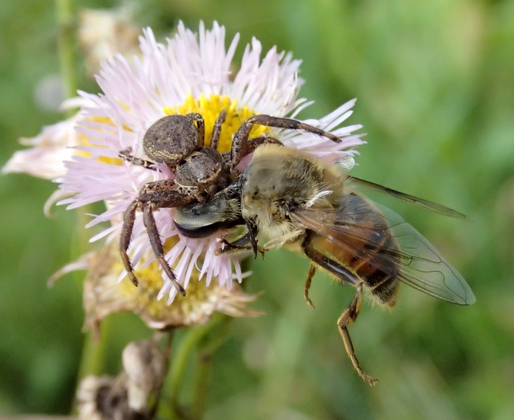 Xysticus sp. con preda (Eristalis tenax) - Sernaglia (TV)